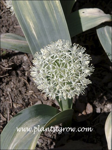 The white globular umbel with the small starry flowers.